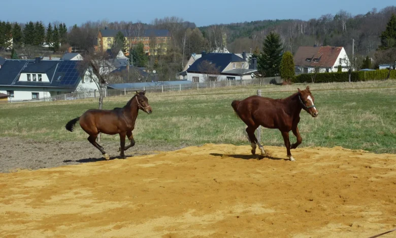 Was ist ein Paddock